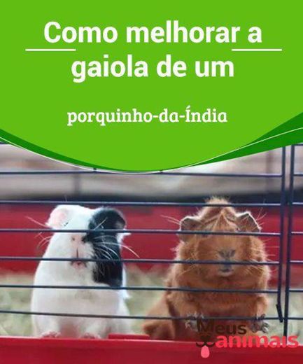 Cuidados com a gaiola 