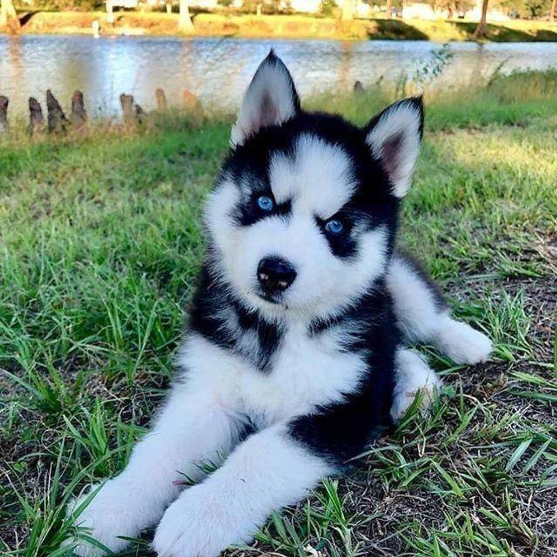 Moda CACHORROS FOFOS DE MAS