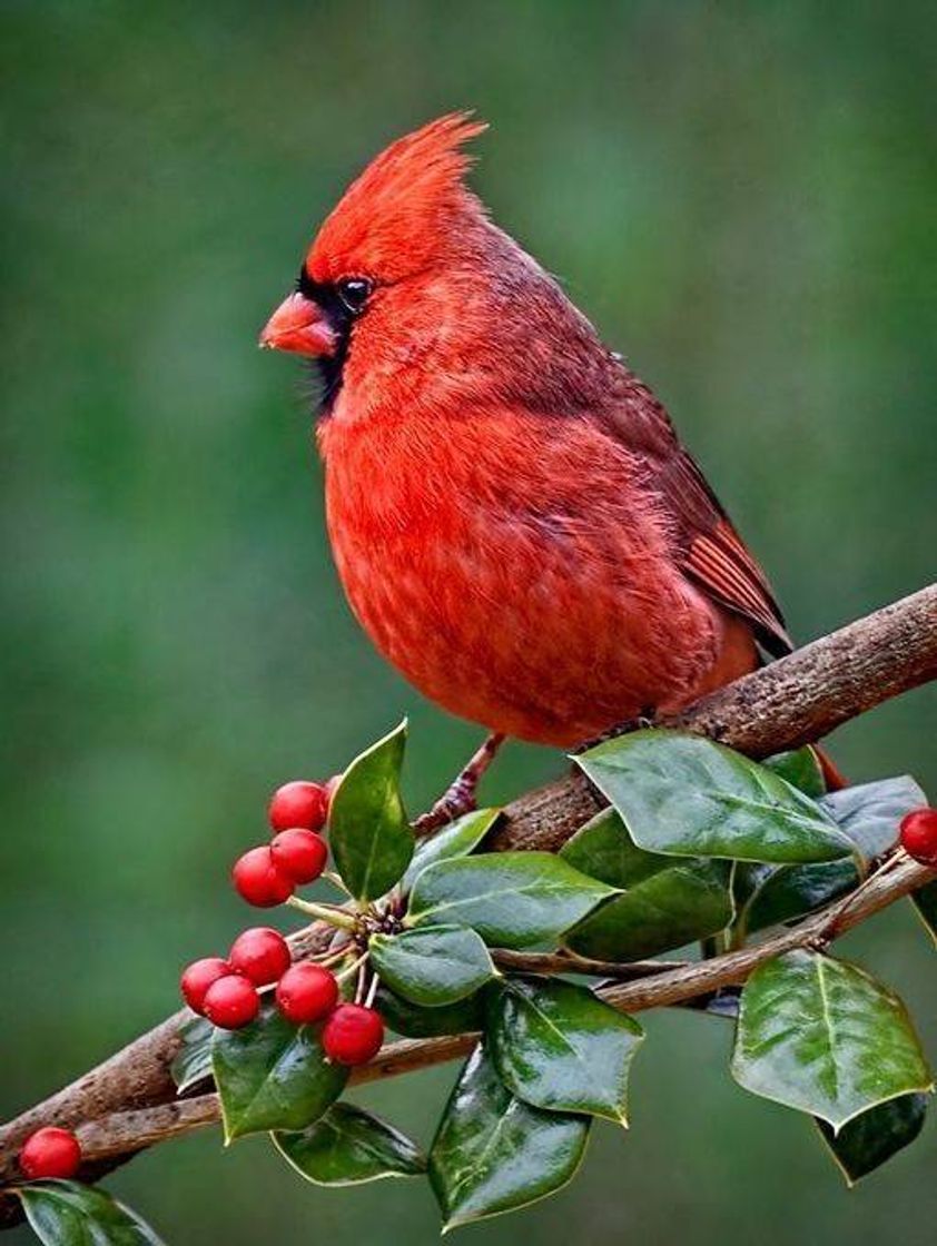 Fashion AS AVES MAS LINDAS DO MUNDO