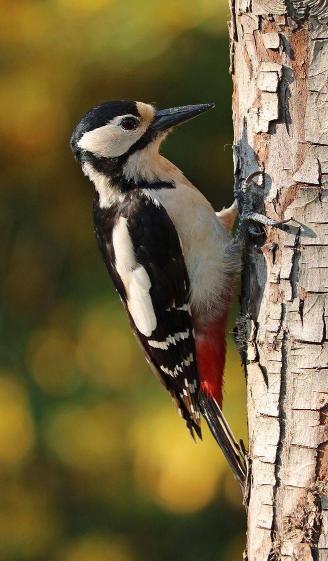 Fashion AS AVES MAS Lindas  DO MUNDO