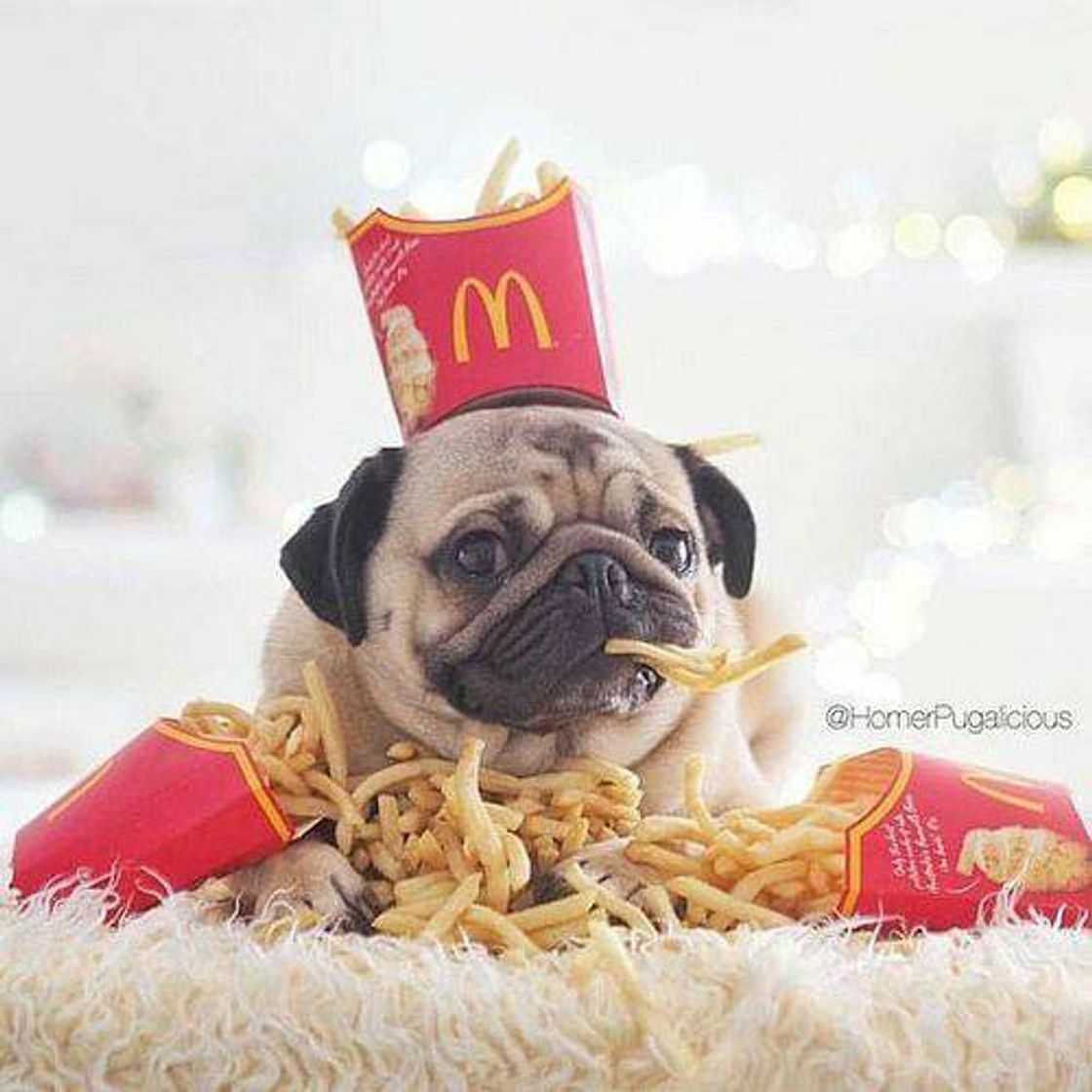 Social Cachorrinho 