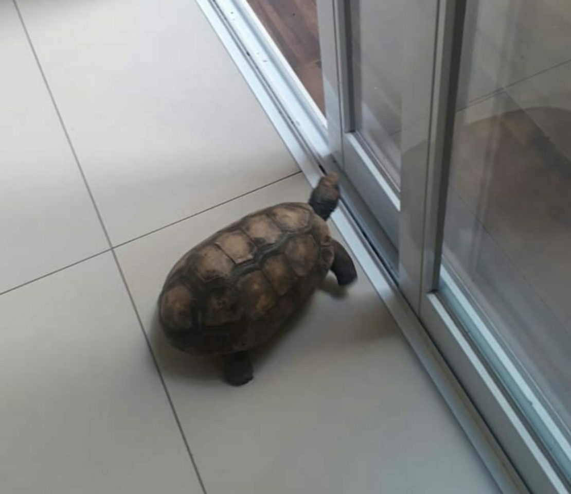 Social Jaboti Michaelangelo ❤
