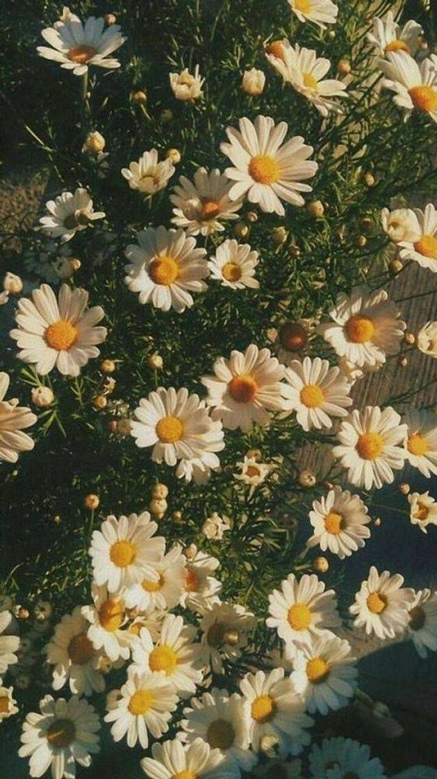 Wallpapers 💖