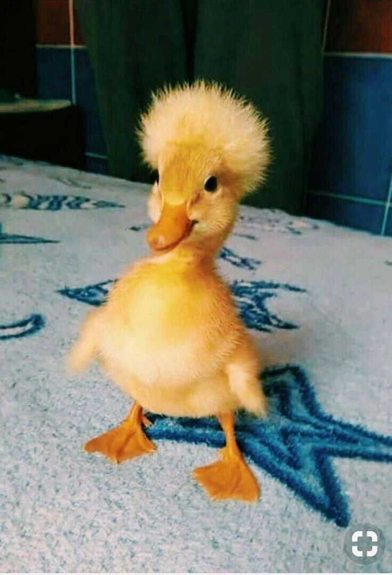 Fashion 💕🦆