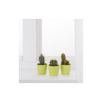 Producto CACTACEAE Planta con maceta