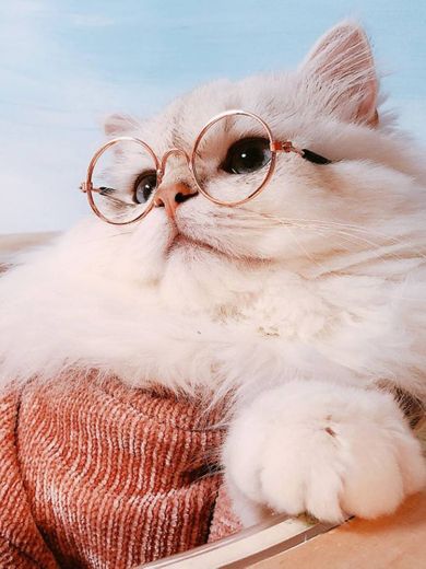 🐾 Óculos cat