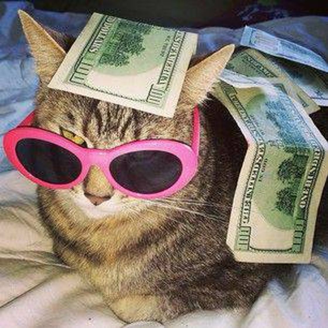 Moda Gatinho stripper pra alegrar seu dia