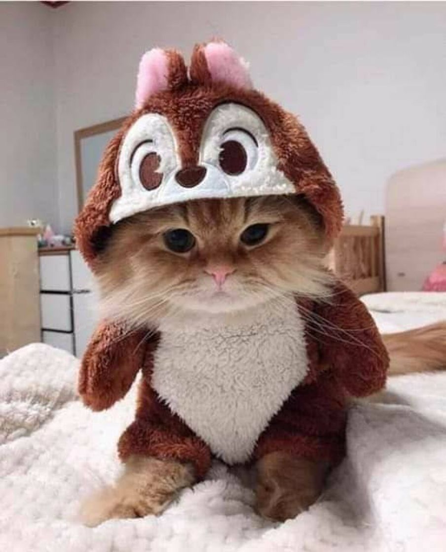 Moda Gatinho fantasiado de esquilo que fofuraaa