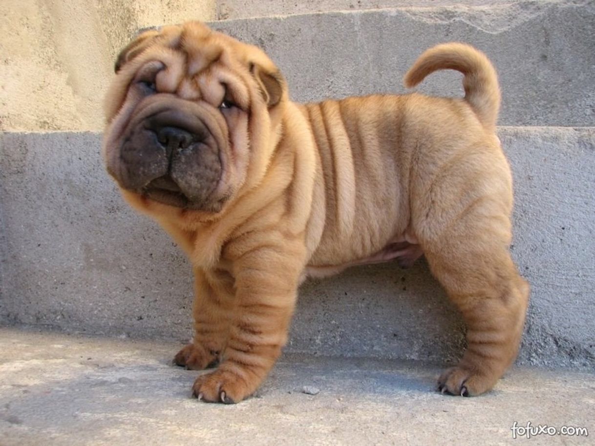 Fashion Shar-Pei