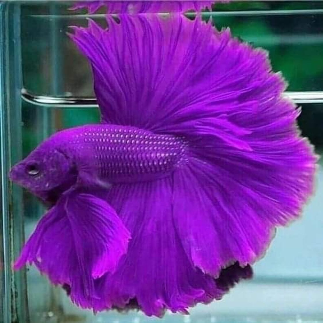 Moda peixe roxo