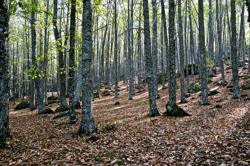 Lugar El Tiemblo