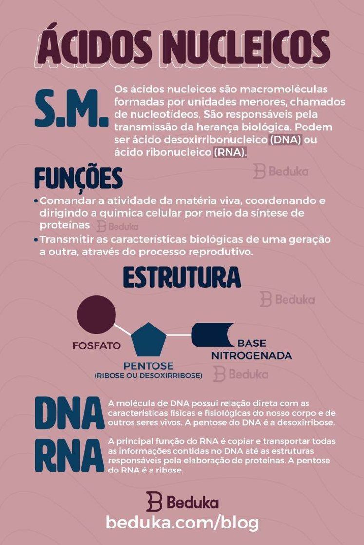 Moda Resumo ácidos nucléicos