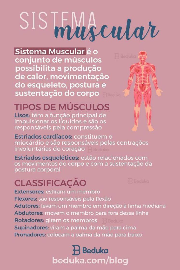 Fashion Resumo sistema muscular