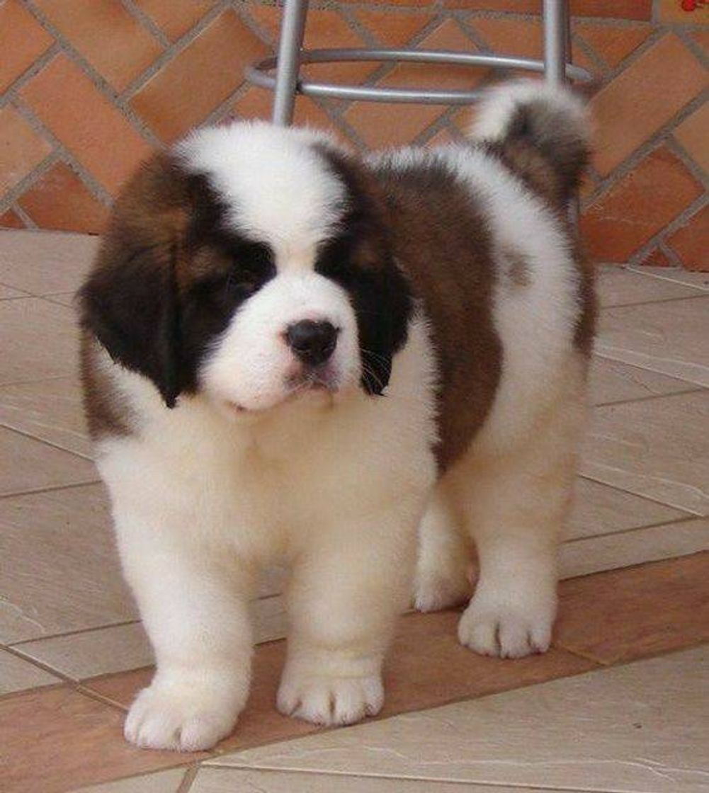 Cachorros