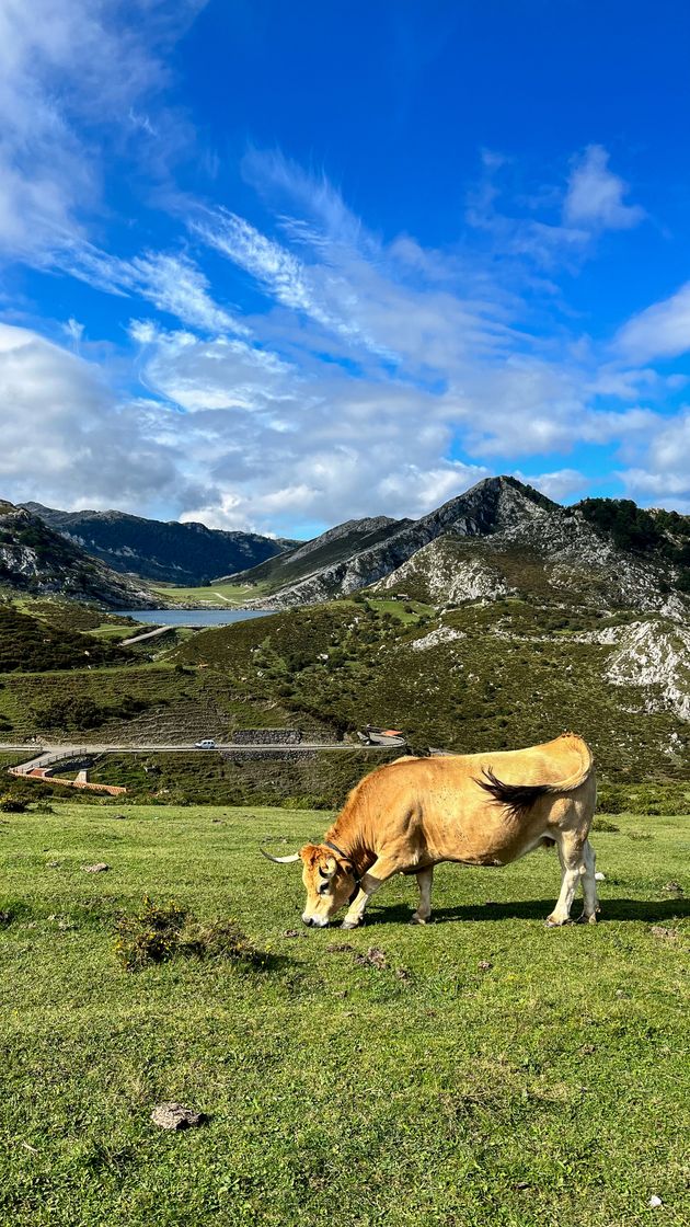 Places Lagos Covadonga