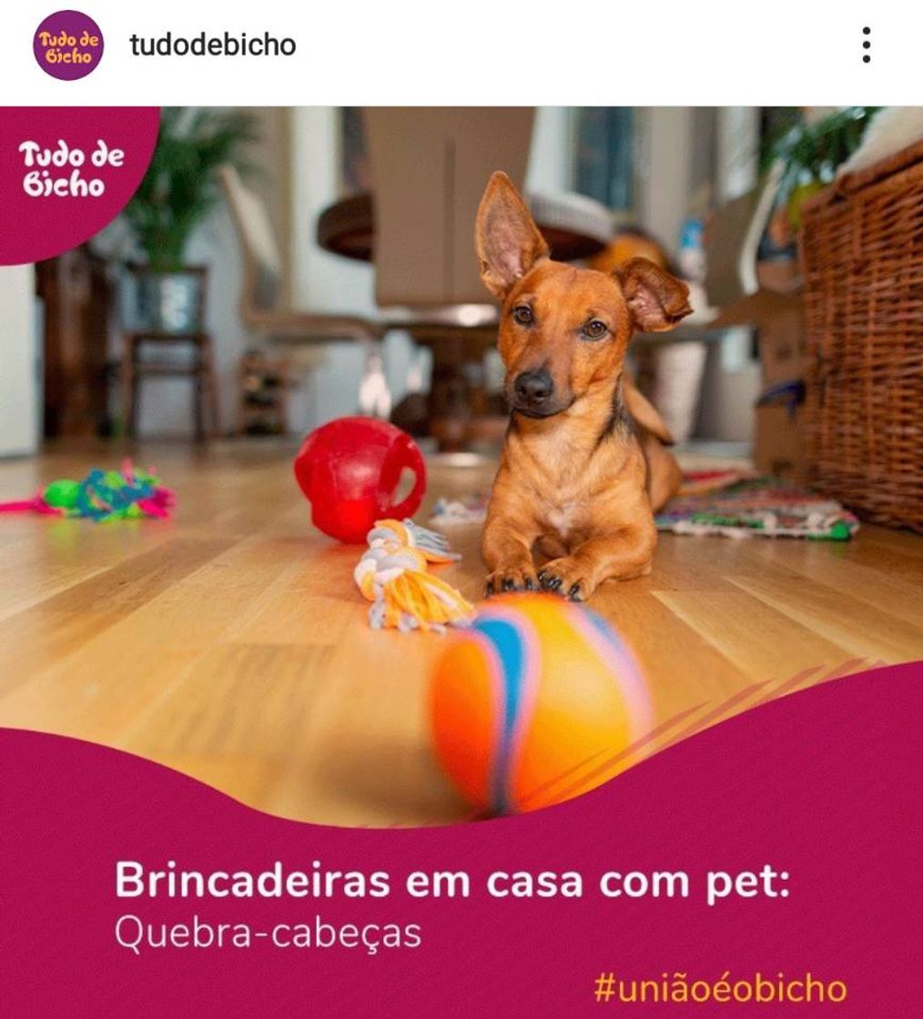 Places Petshop Online |Tudo de bicho