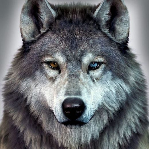 Heterochromia wolf 
