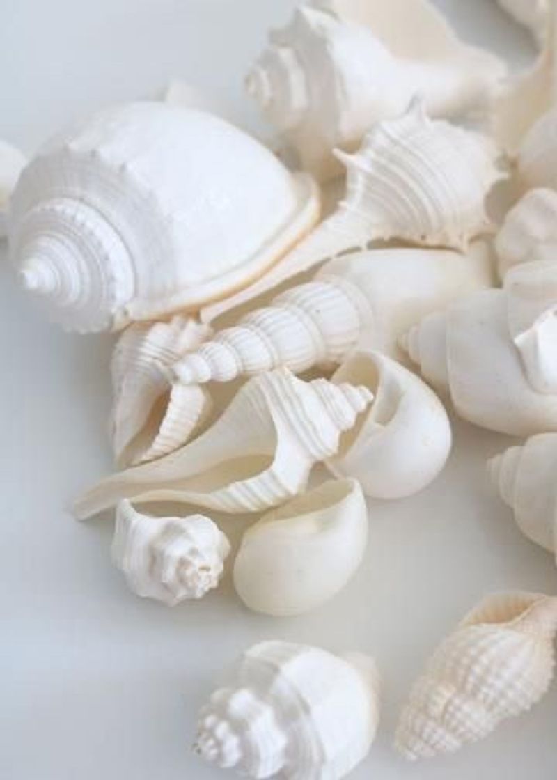 Social shells 🐚 