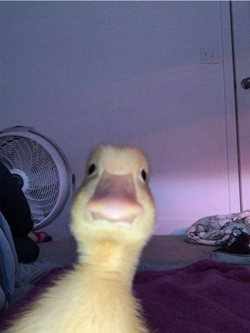 Nao tenho