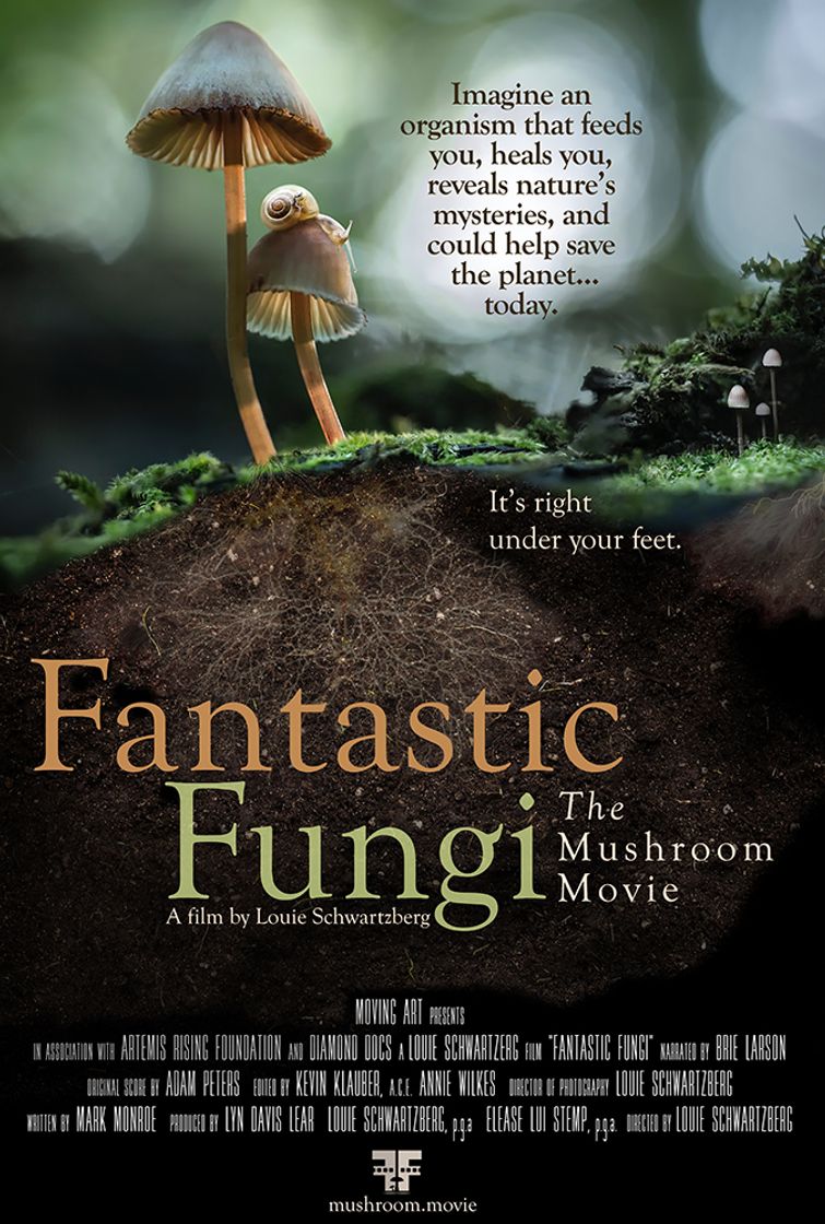 Serie Fantastic fungi 