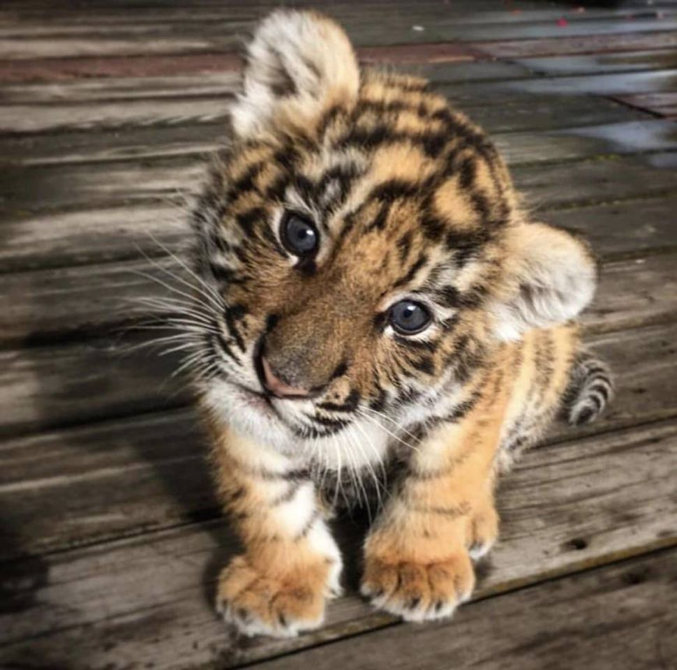 Fashion Baby tiger