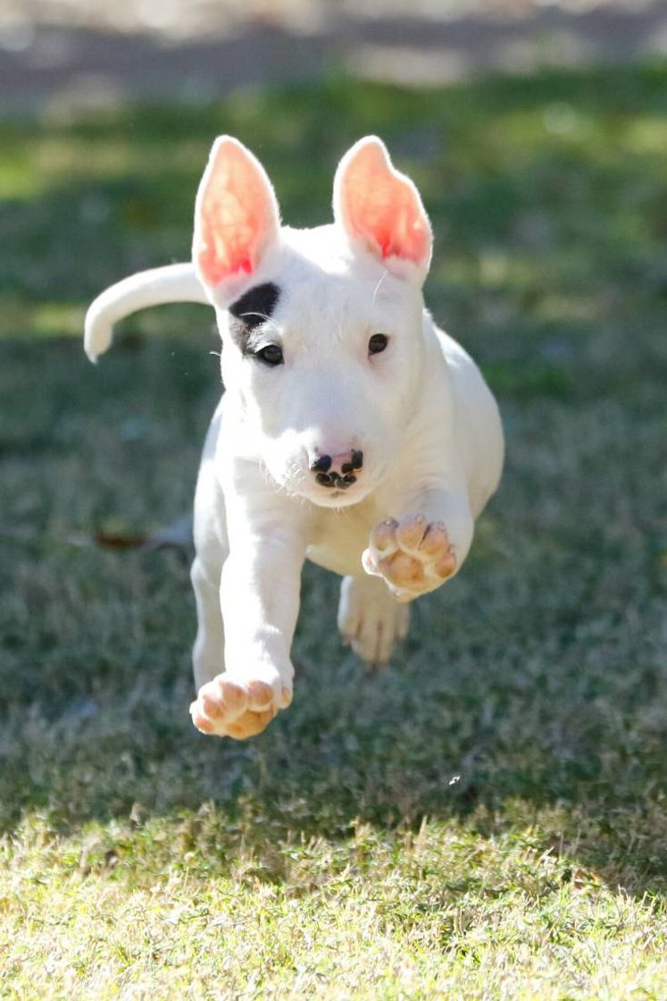 Fashion Bull Terrier