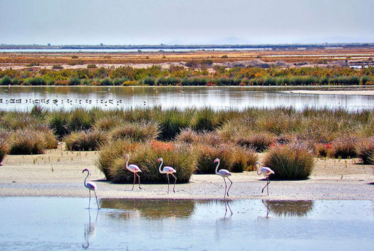 Place Doñana