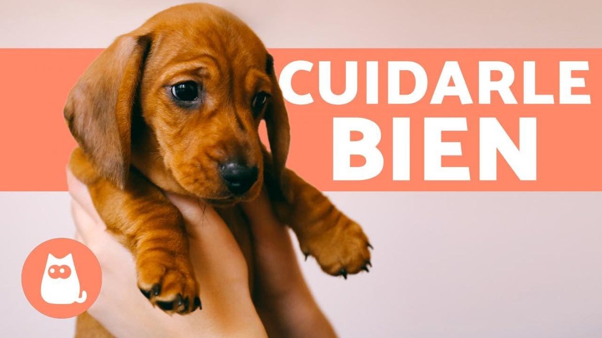 Fashion ¿Cómo CUIDAR CACHORROS? ¡Guía Completa! - YouTube