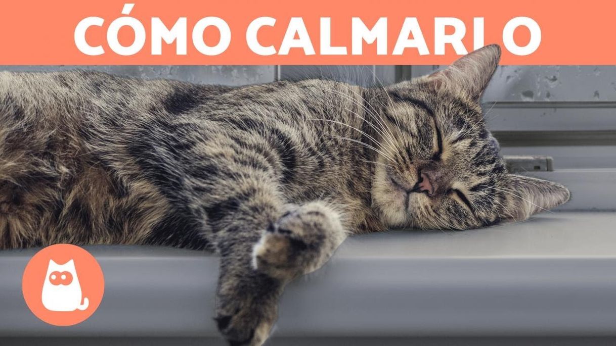 Fashion 5 MANERAS de RELAJAR a un GATO - YouTube