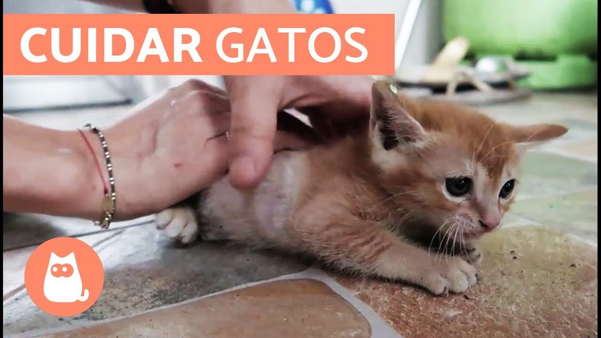 Fashion Cómo cuidar un GATO CACHORRO - YouTube