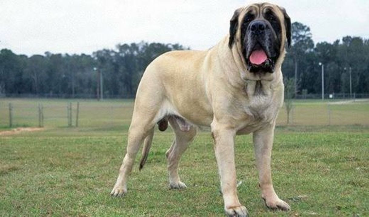Social Mastiff inglês