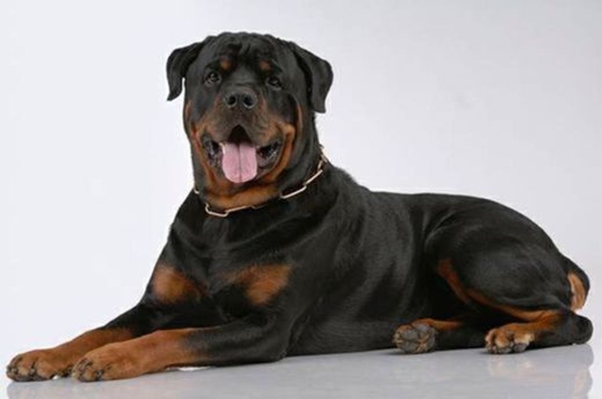 Social Rottweiler