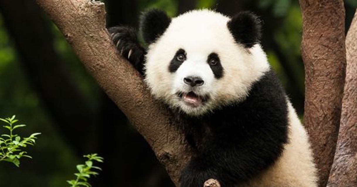 Social Los 20 animales más bonitos del mundo