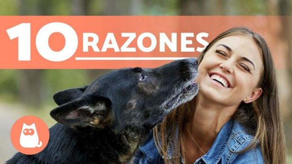 Social ¿Por qué TENER UN PERRO? - ¡10 motivos GENIALES! - YouTube