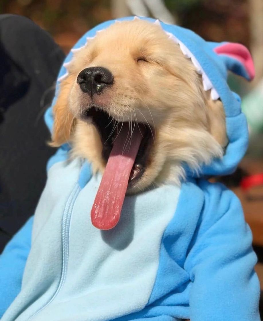 Social s o n i n h o 