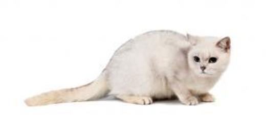 Burmilla Razas de gato - Hechos y rasgos de personalidad | Hill's Pet