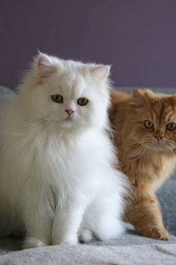 Gato persa - Wikipedia, la enciclopedia libre