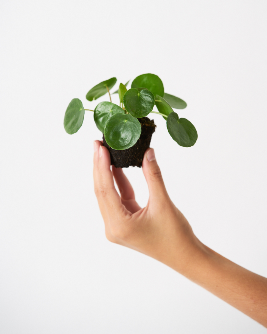 Product Pilea Peperomioides Mini – Miniplanta