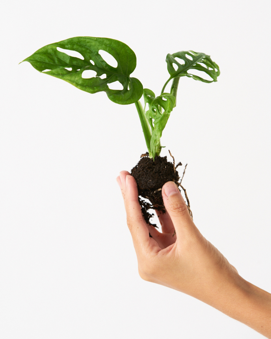 Product Monstera Adansonii Mini – Miniplanta