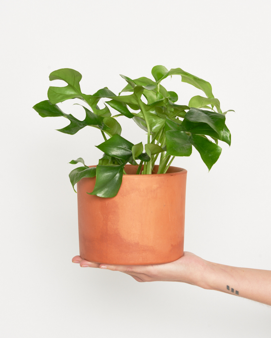 Product "Monstera" Minima– Miniplanta