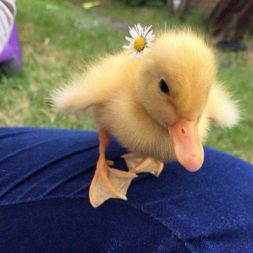 🦆🧡💭