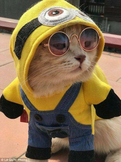 Gatinho de Minion🍌🐈💛