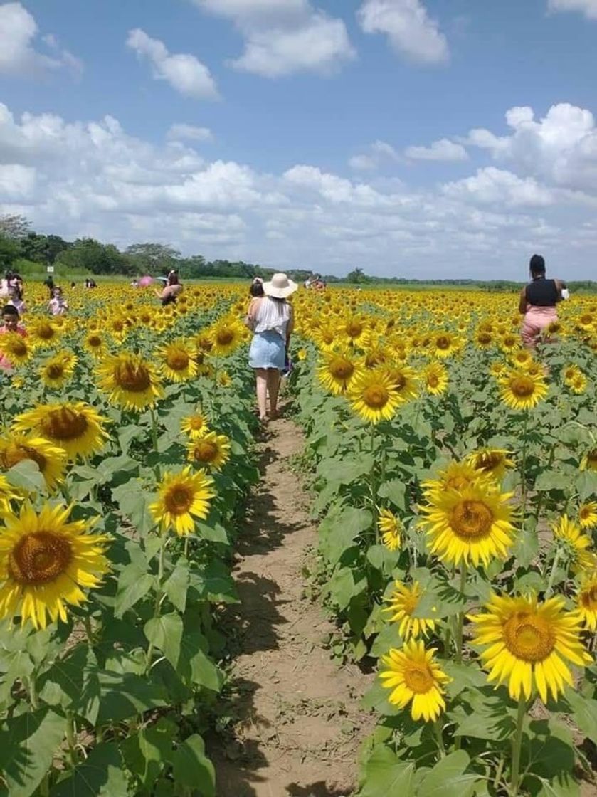 Lugar Montería