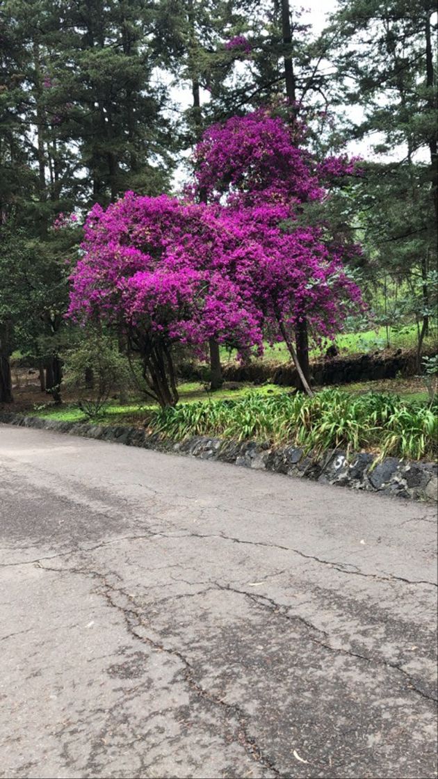 Lugar Bosque de Tlalpan