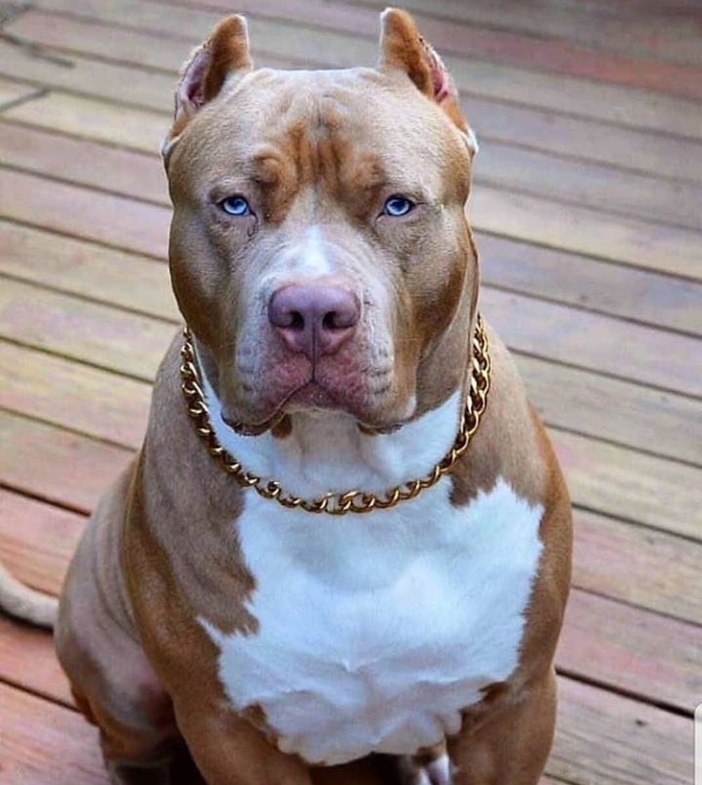 Fashion Pitbull 🐶🤎