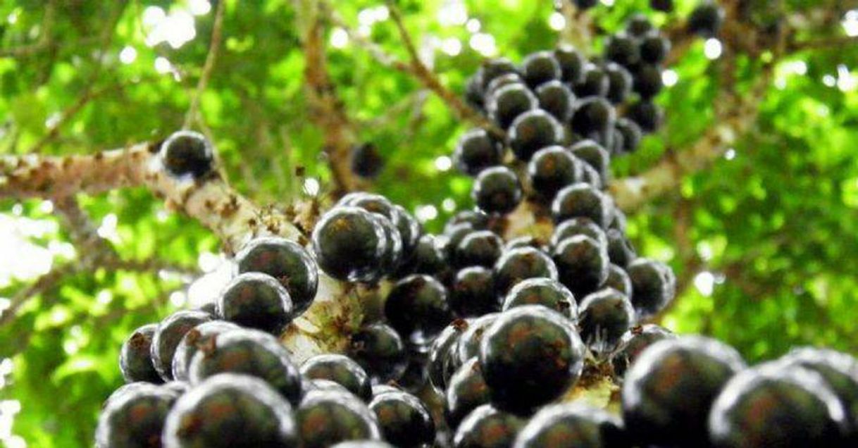 Fashion Jabuticaba