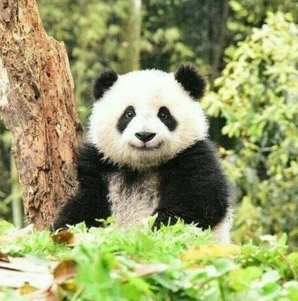 Moda Panda