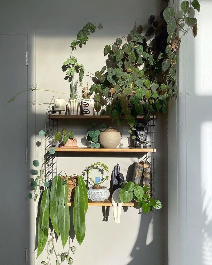 Moda plant shelfie