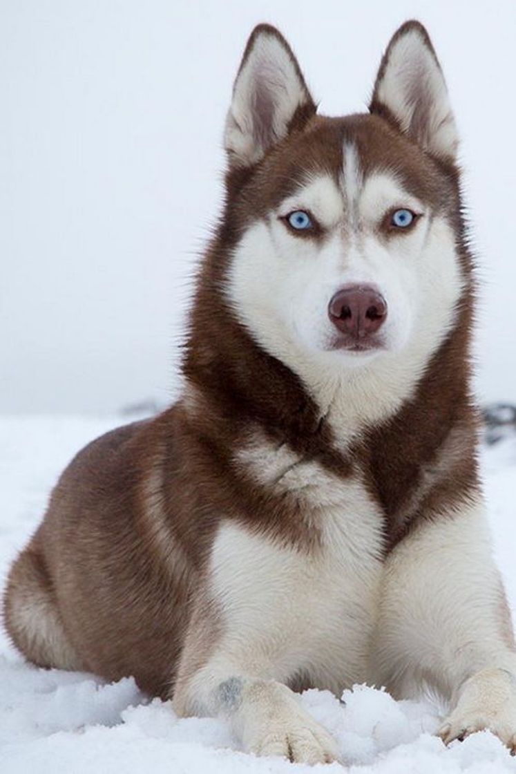 Moda Husky siberiano