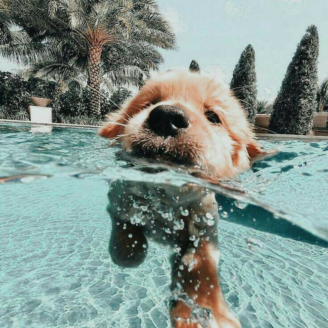 Moda Dog Nadador 💦